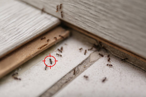 Trusted Lafayette, OR Pest Control Experts