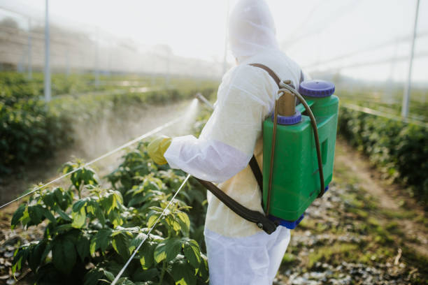 Wasp Removal Services in Lafayette, OR